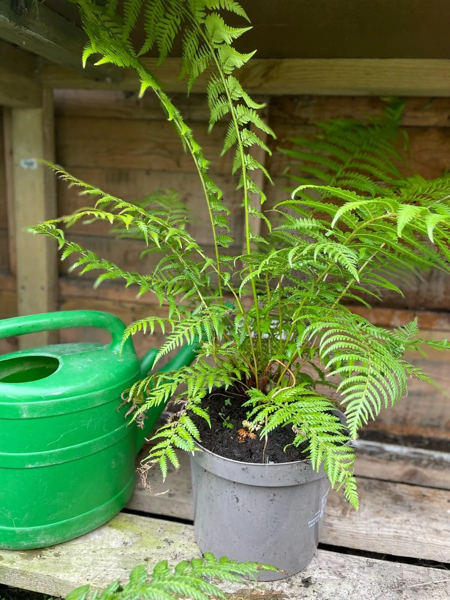 Dicksonia antartica - Image 2