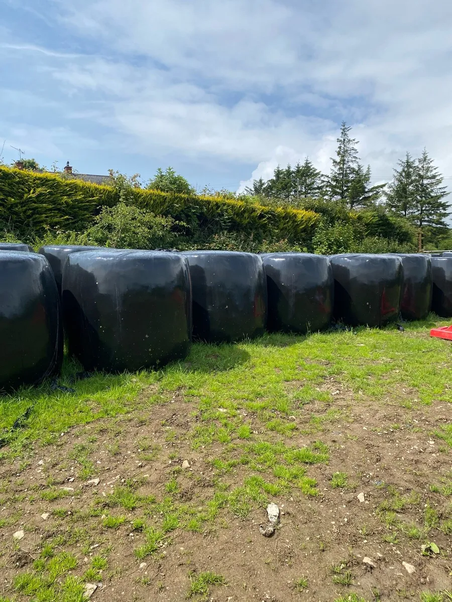 Round bales 1st cut - Image 1