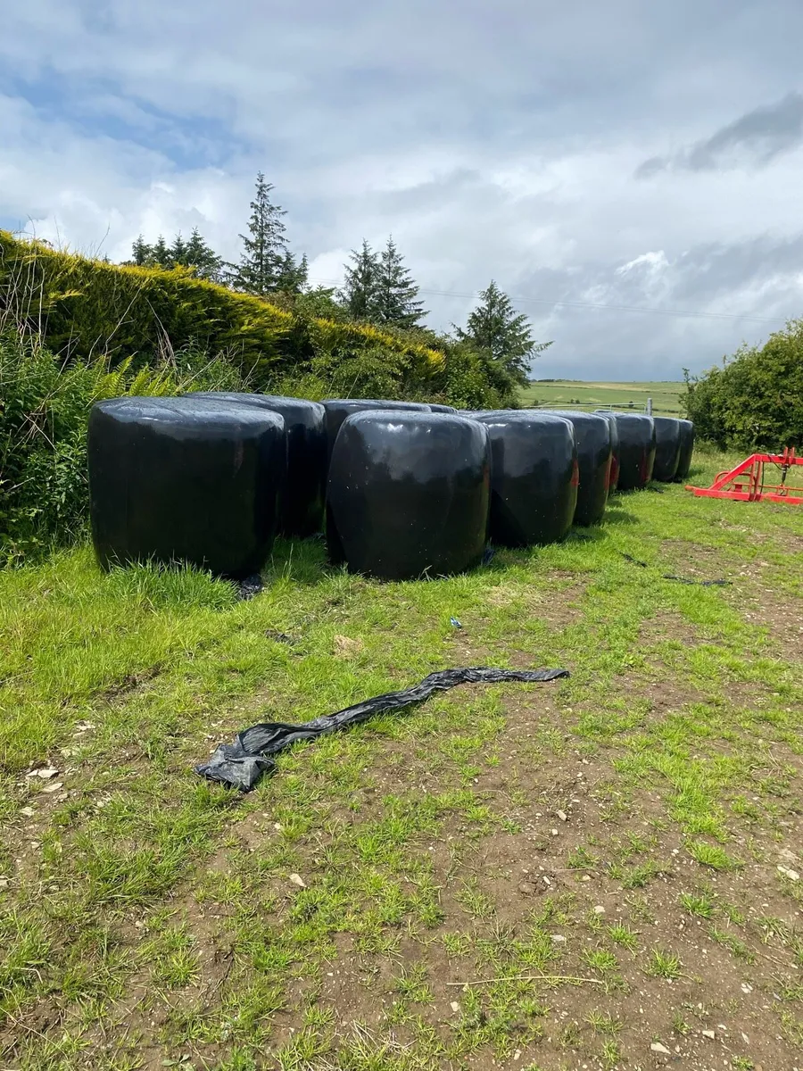 Round bales 1st cut - Image 2