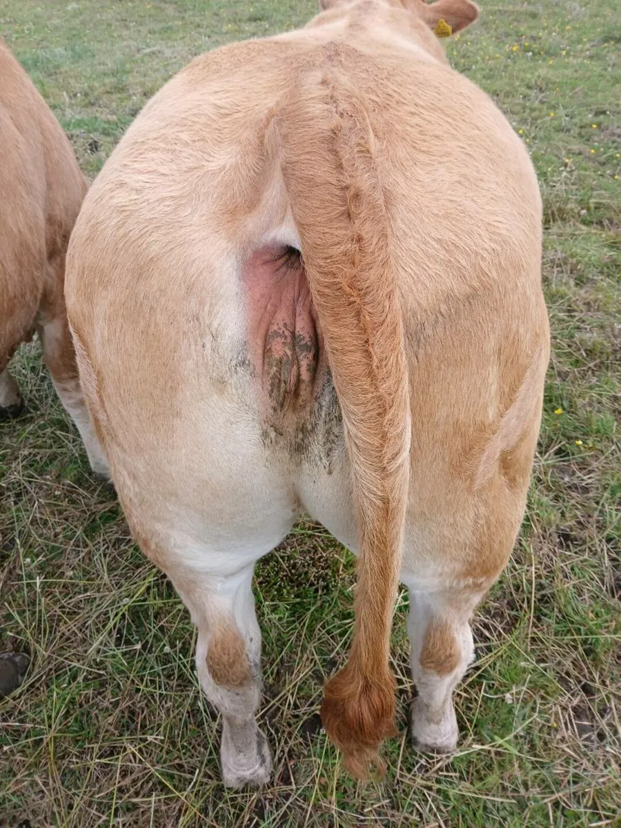 Livestock - Image 1