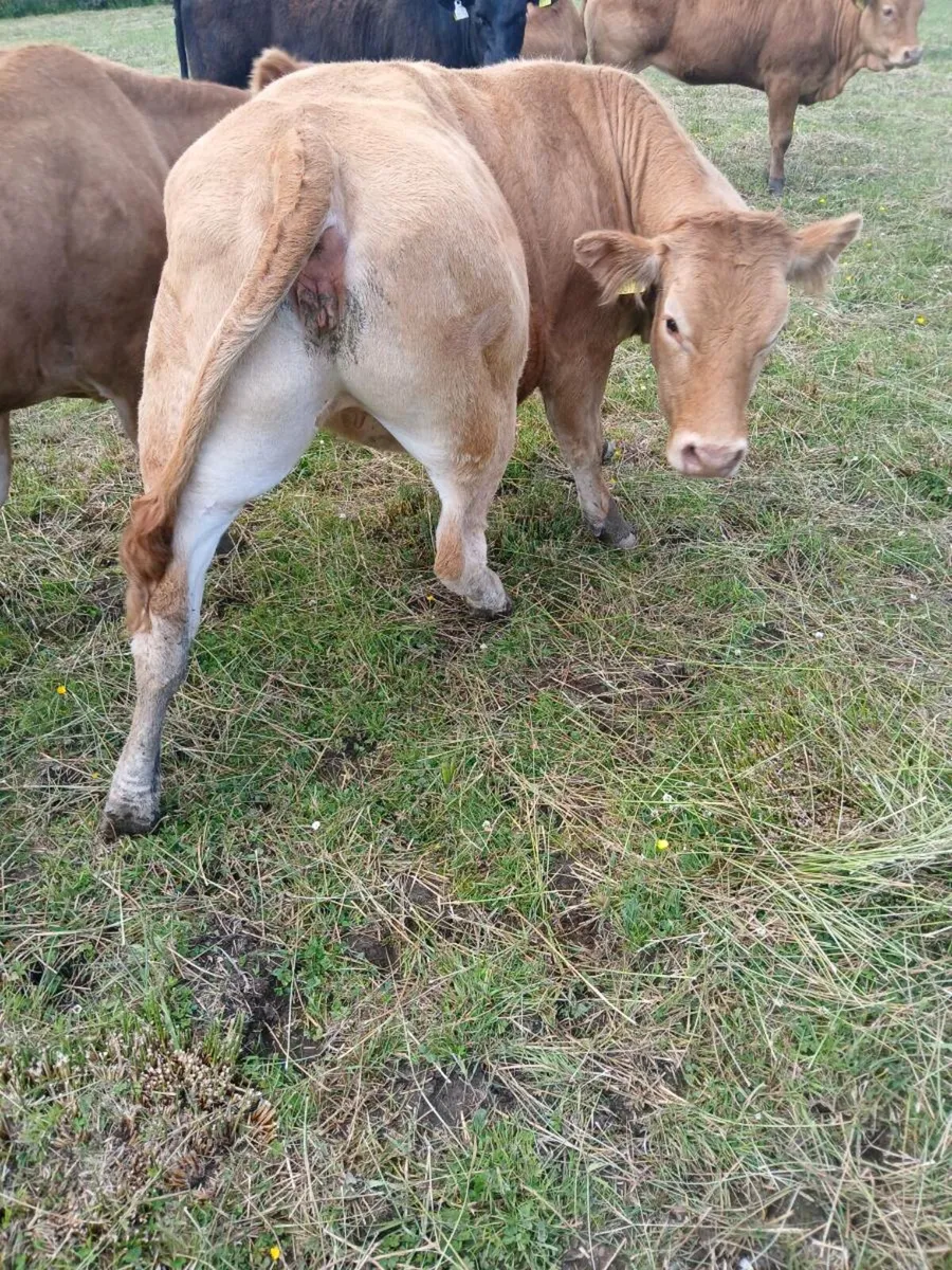 Livestock - Image 2