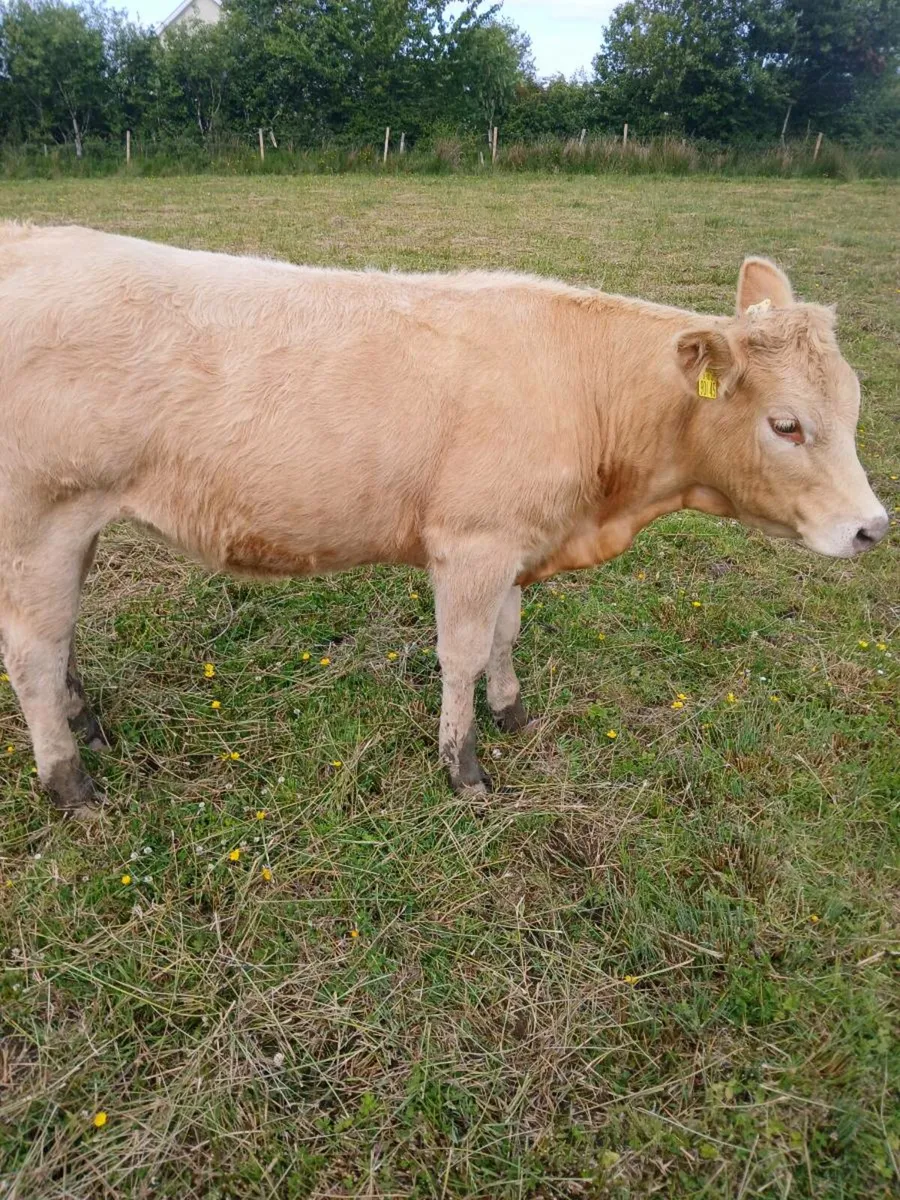 Livestock - Image 3
