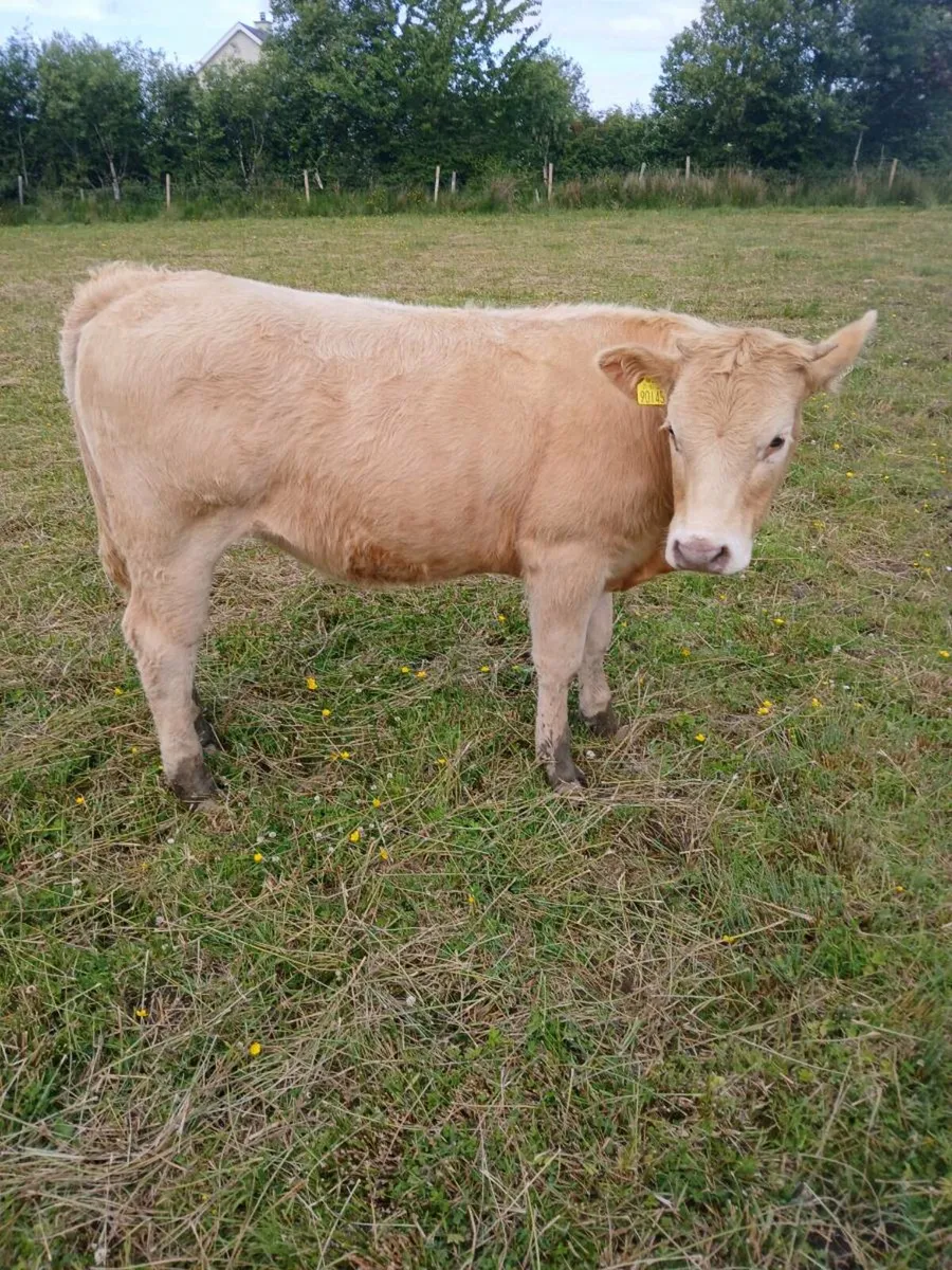 Livestock - Image 4