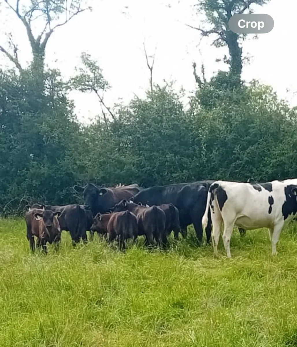 Cows and calf’s - Image 1