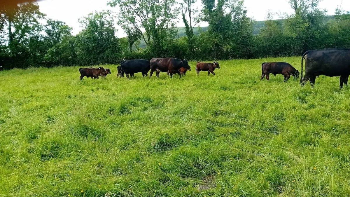 Cows and calf’s - Image 2