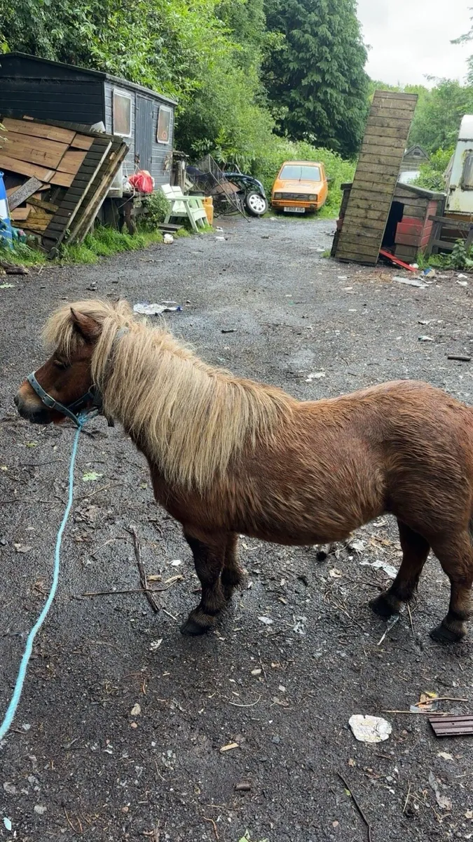 Miniature Shetland - Image 1