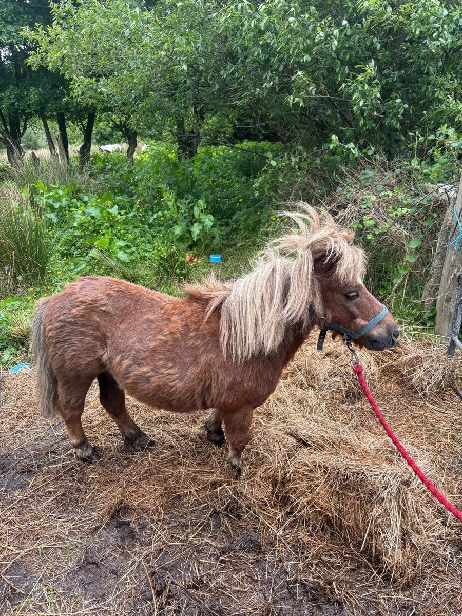 Miniature Shetland - Image 2