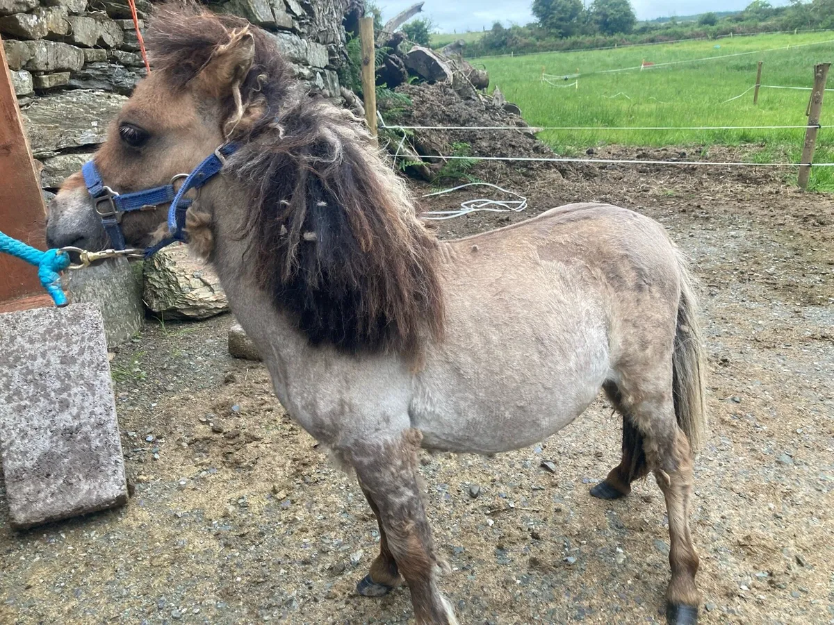 Miniature pony - Image 1