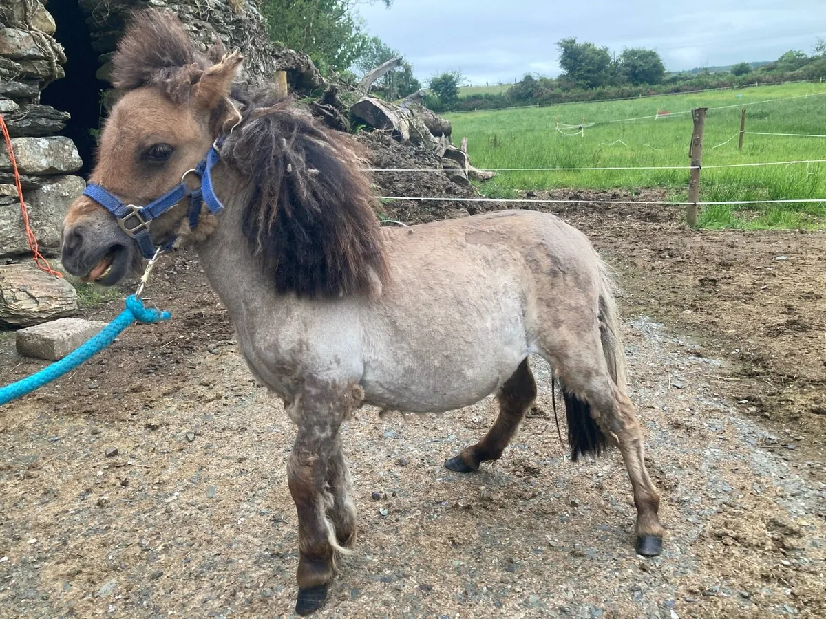Miniature pony - Image 2