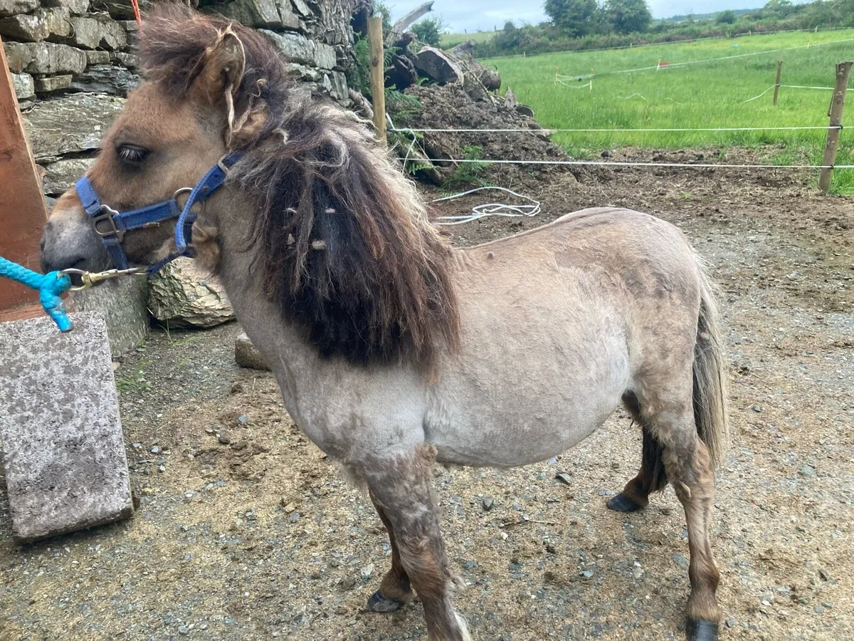 Miniature pony - Image 3