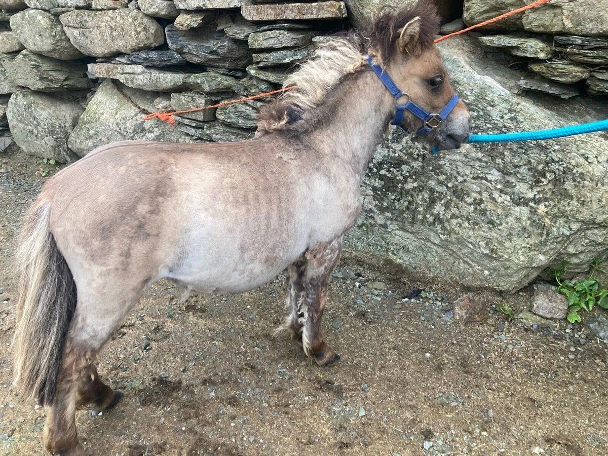 Miniature pony - Image 4