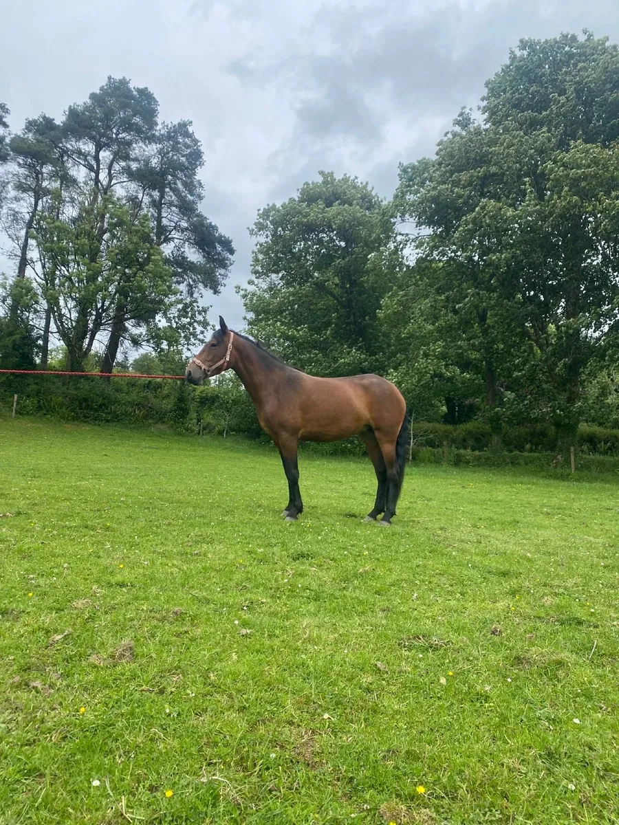 3 Year Old Connemara Pony - Image 1
