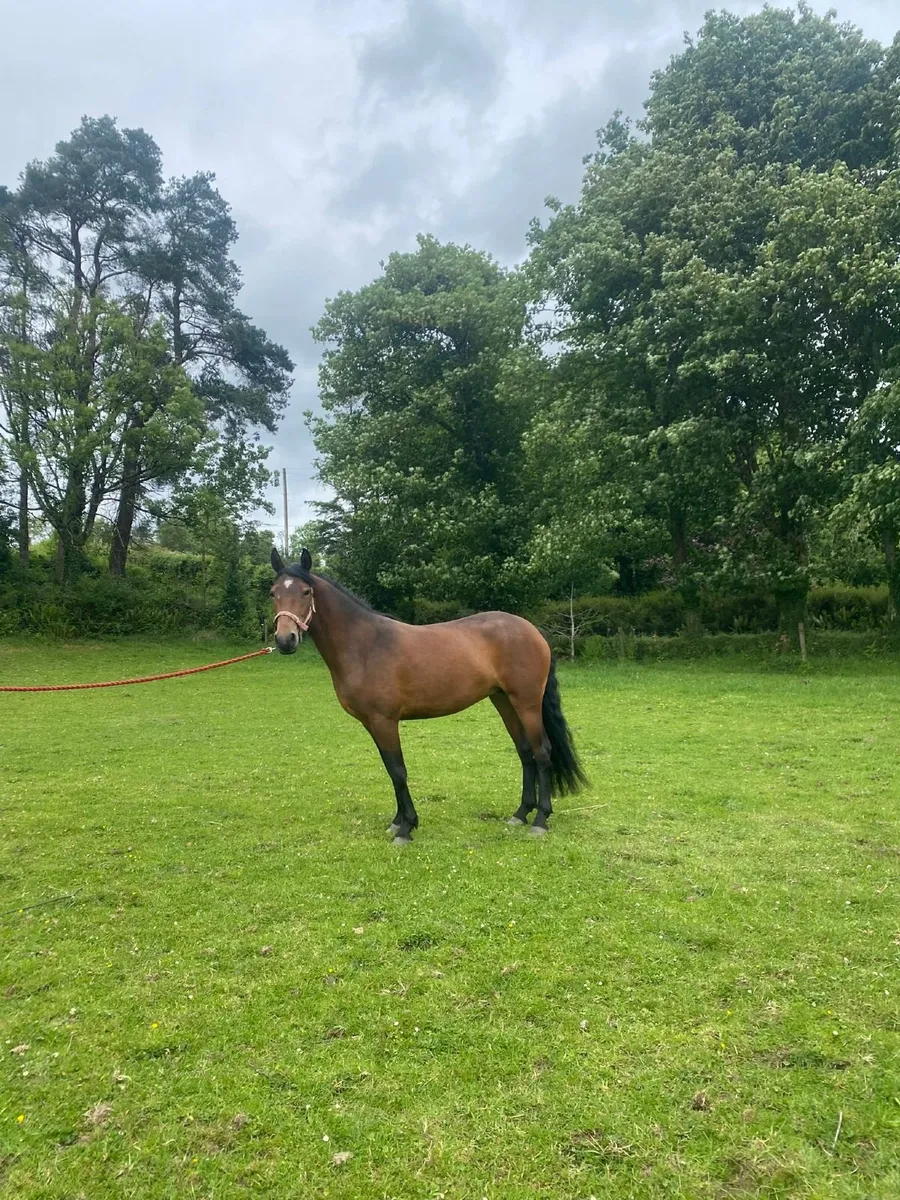 3 Year Old Connemara Pony - Image 3