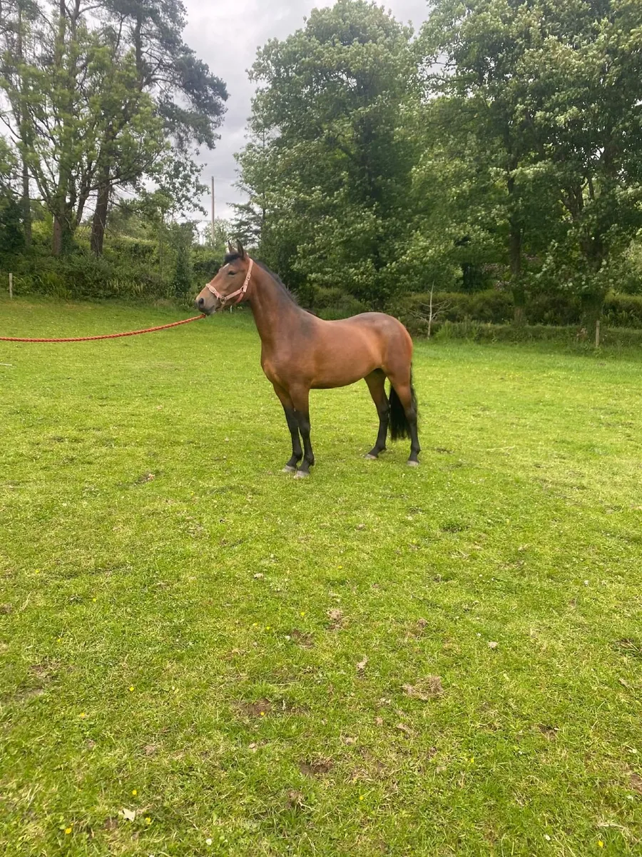 3 Year Old Connemara Pony - Image 4