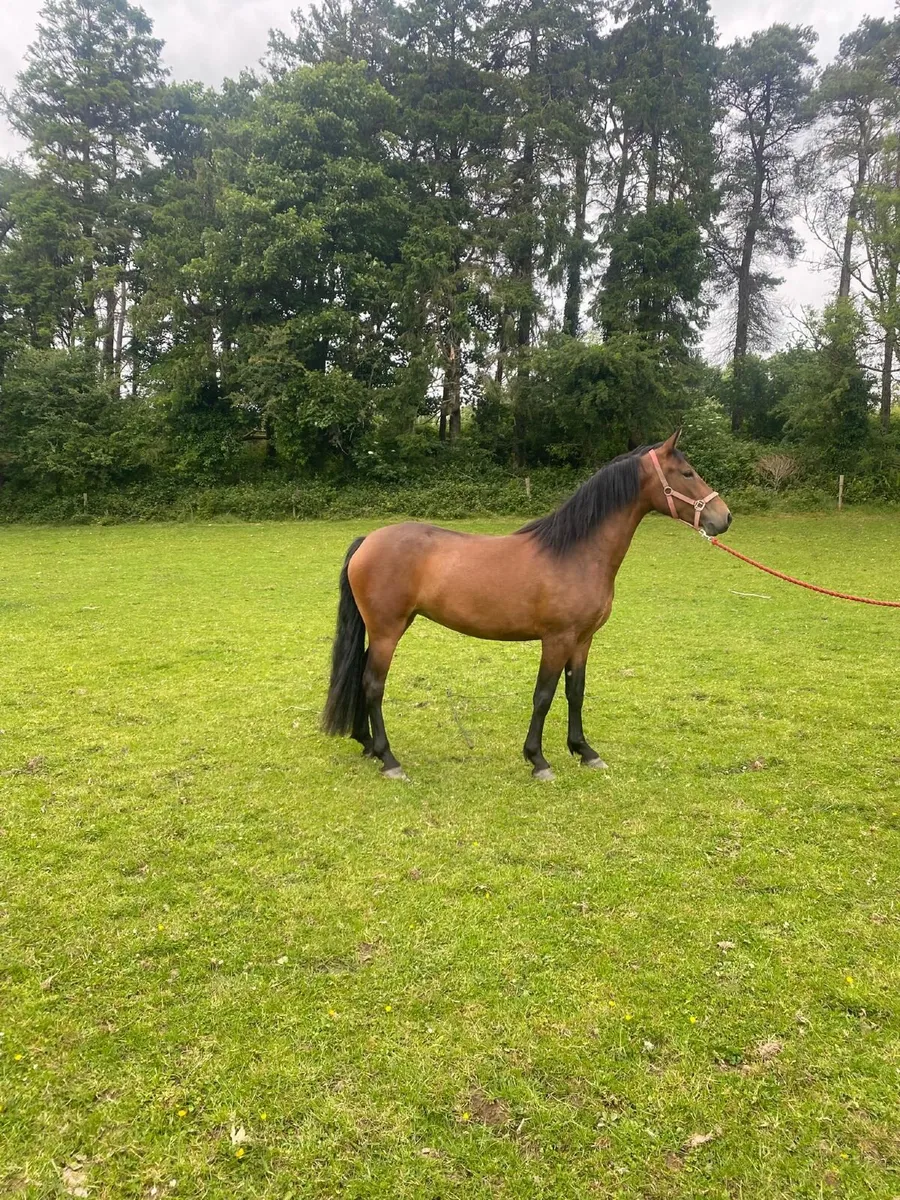 3 Year Old Connemara Pony - Image 4