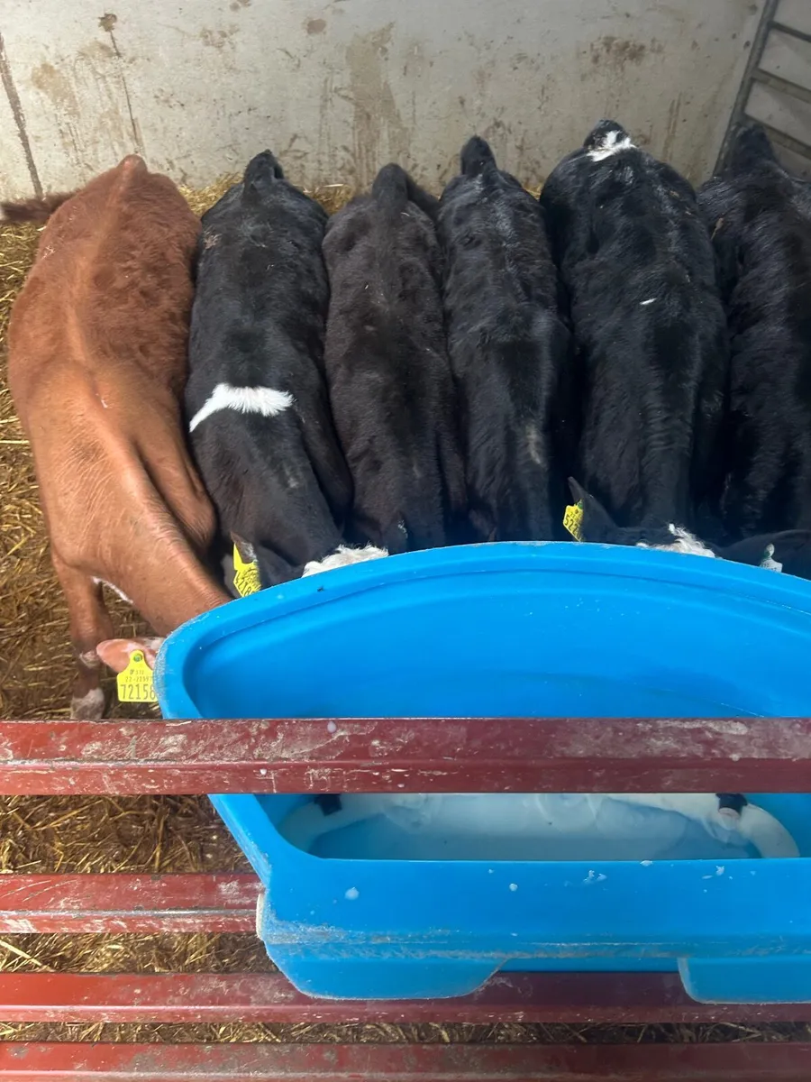 Calves - Image 1