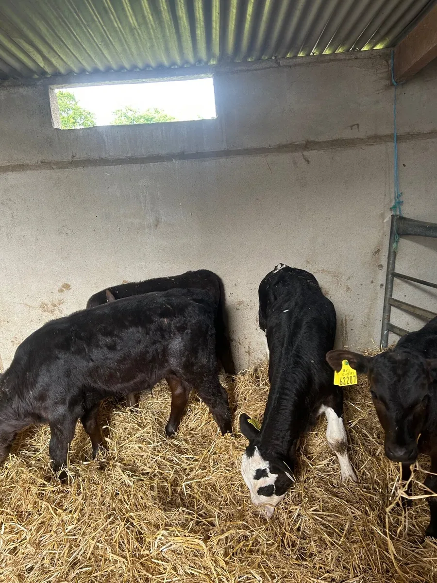 Calves - Image 2