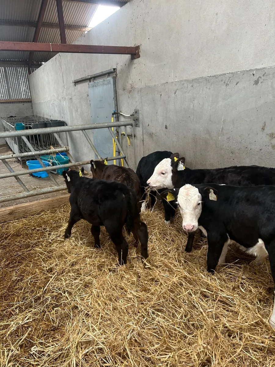 Calves - Image 3