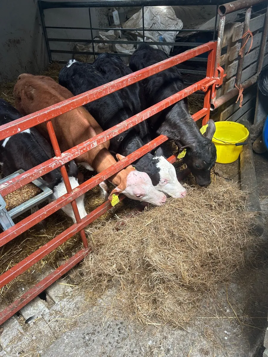 Calves - Image 4