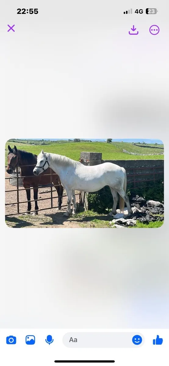 Connemara Mare - 7 years- sire Silver Shadow - Image 1