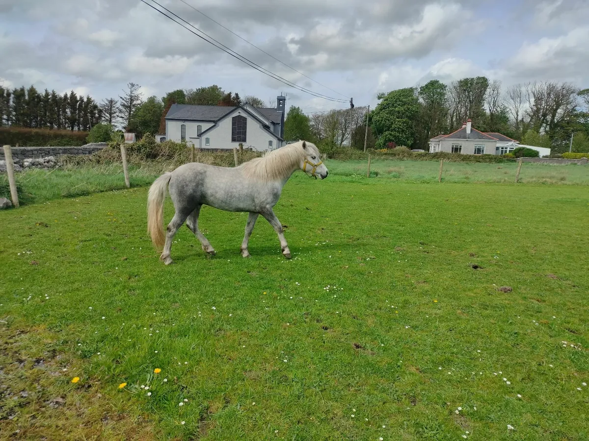 Connemara colt - Image 2