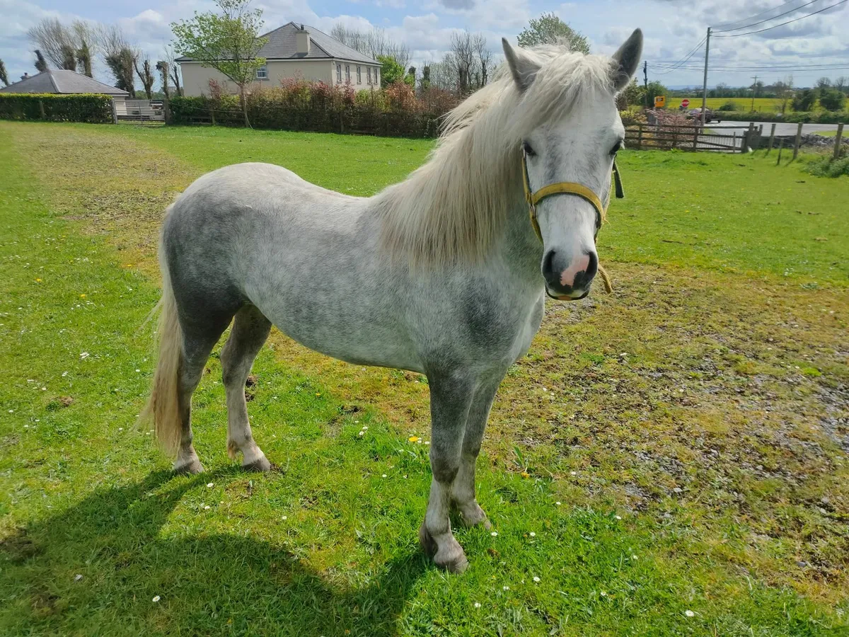 Connemara colt - Image 3