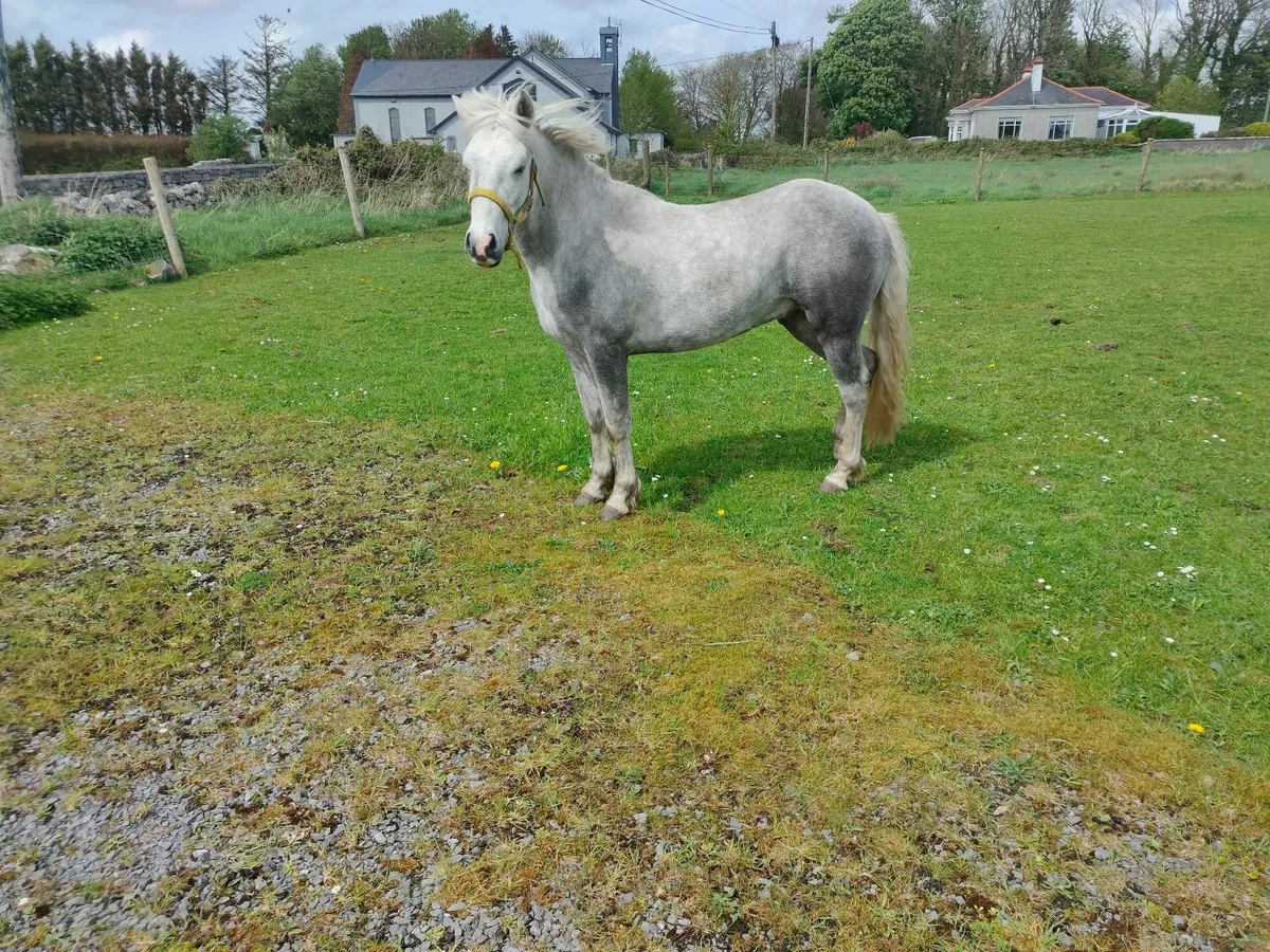 Connemara colt - Image 4