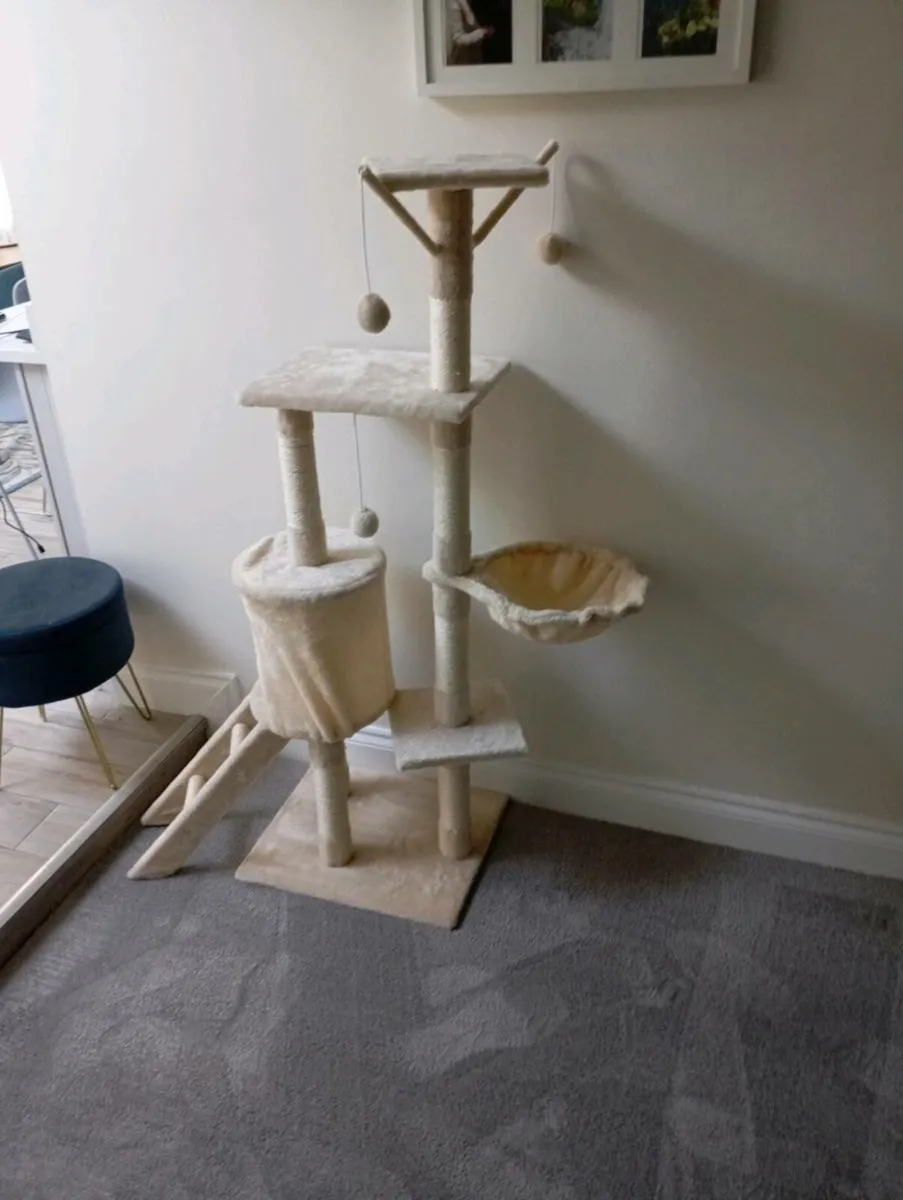 Cat gym