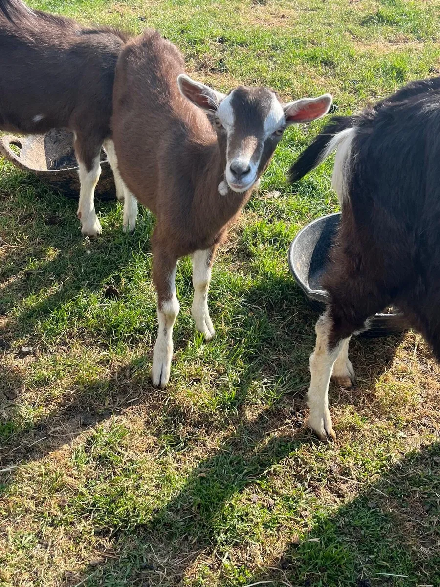 NICE MALE KIDS BILLY BUCK KID GOATS WELL BRED NICE - Image 2
