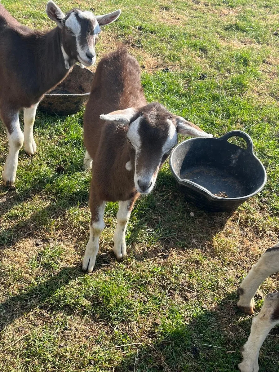 NICE MALE KIDS BILLY BUCK KID GOATS WELL BRED NICE - Image 4