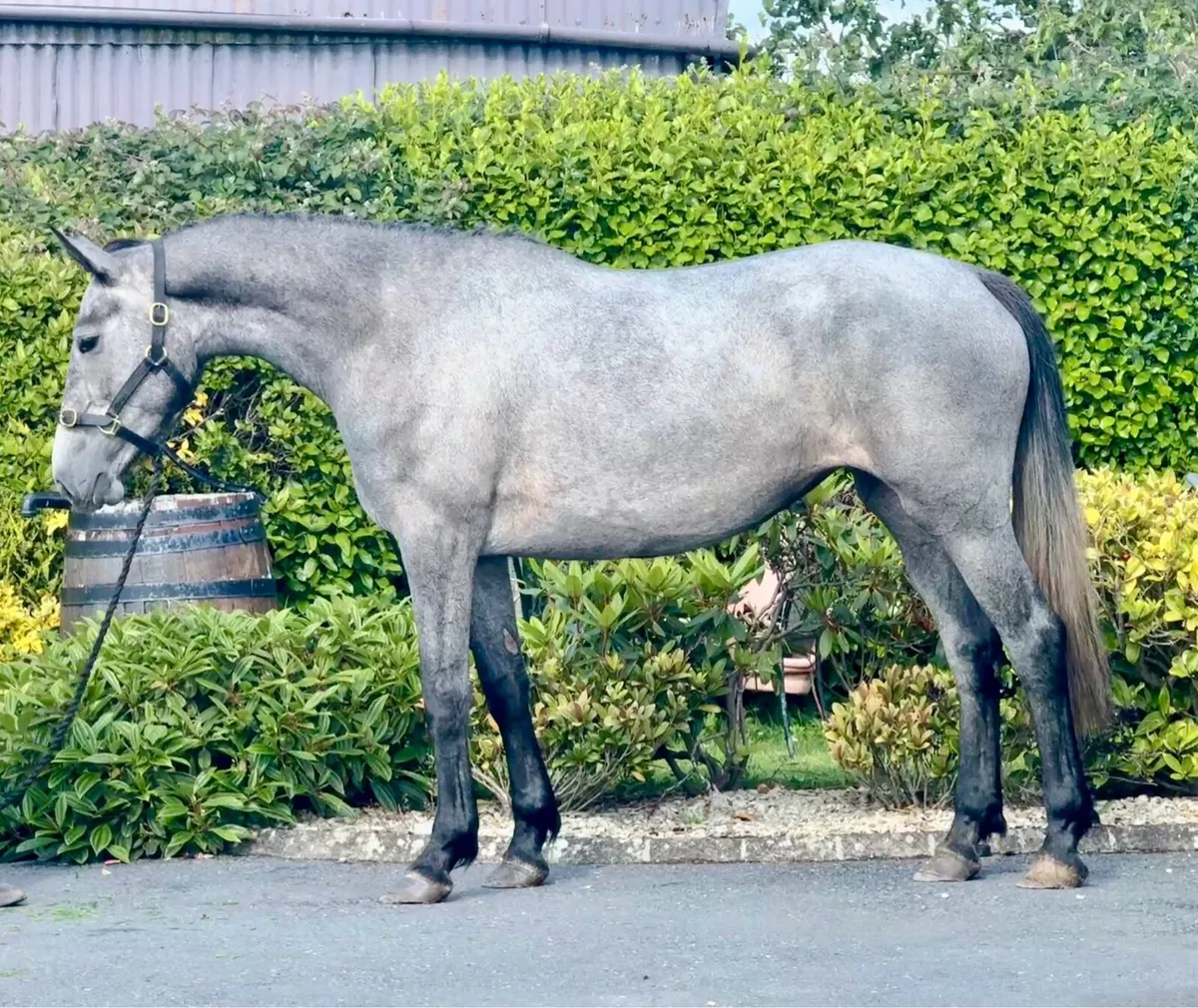 Cara Touche 3yo - Image 2