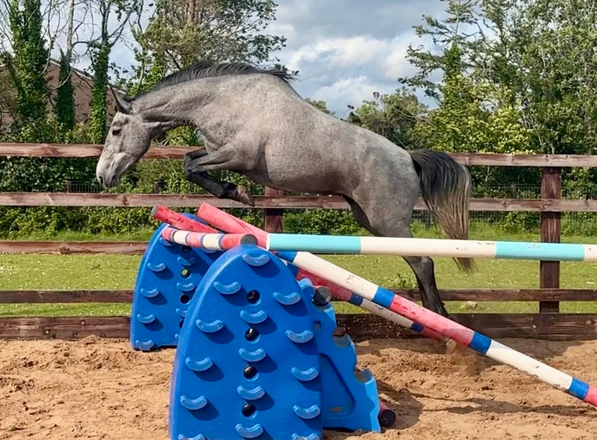 Cara Touche 3yo - Image 1