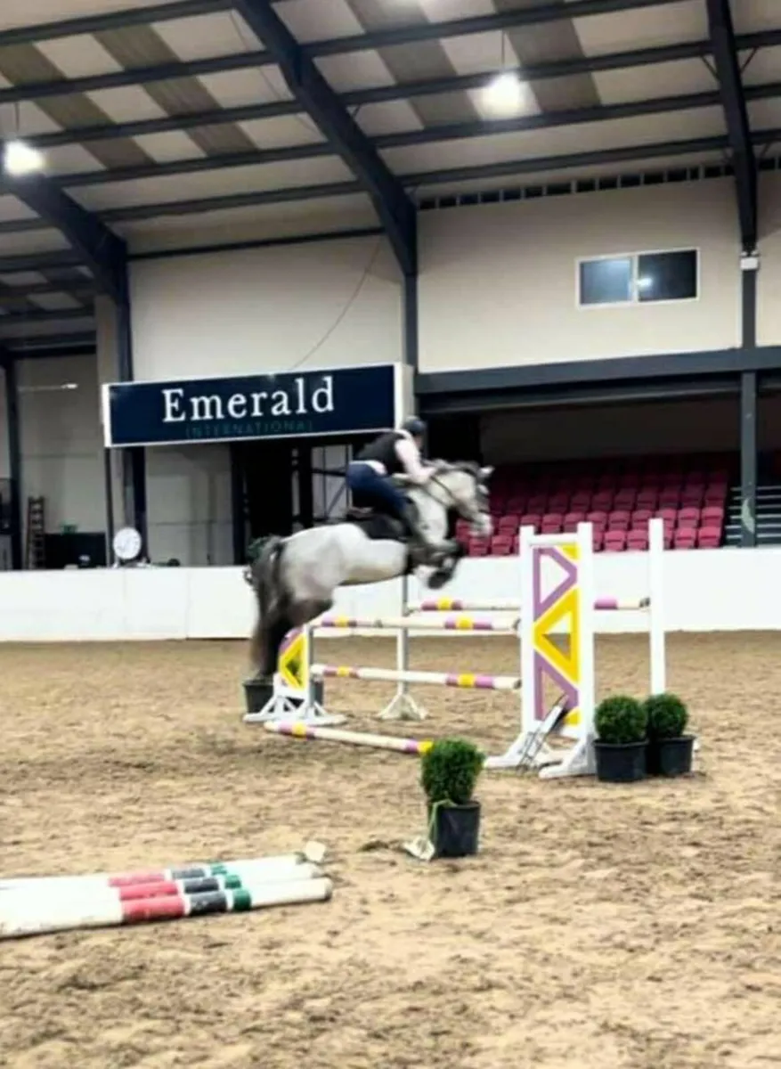 14.2 Connemara gelding - Image 1