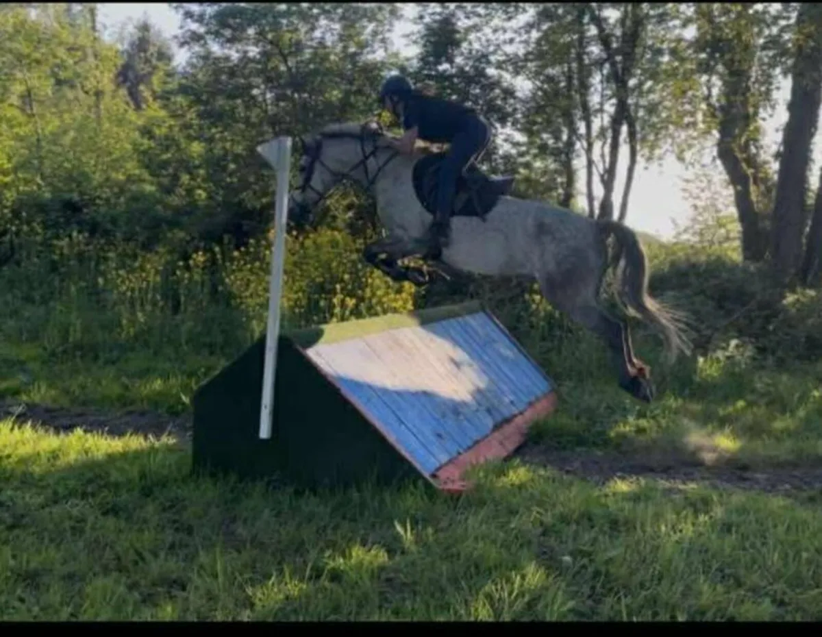 14.2 Connemara gelding - Image 2