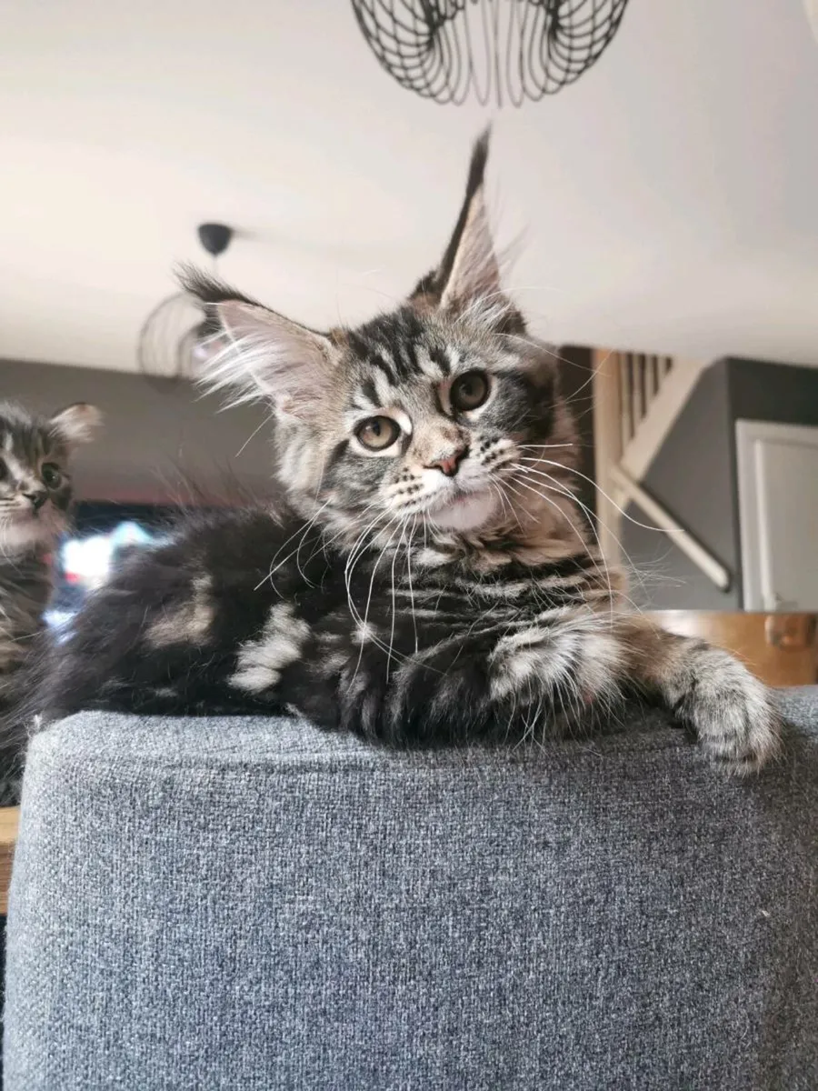 TICA Registered maine coon kittens - Image 2