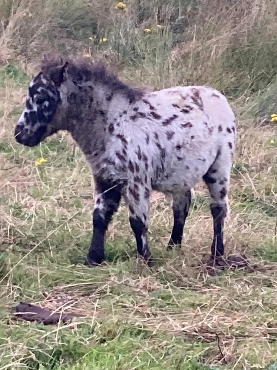 Miniature Falabella Appaloosa Colt Foal - Image 1