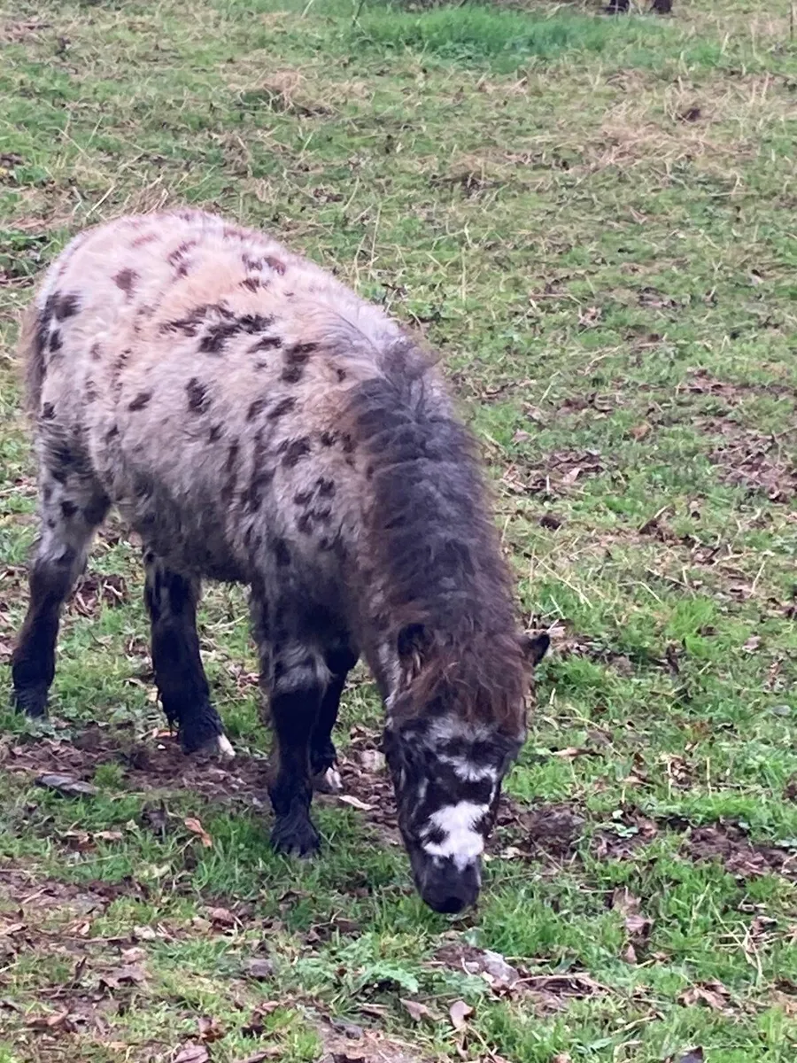 Miniature Falabella Appaloosa Colt Foal - Image 2