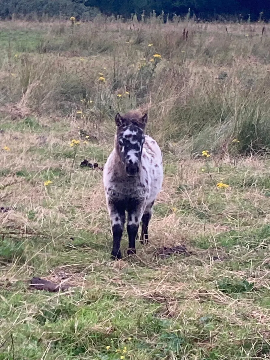 Miniature Falabella Appaloosa Colt Foal - Image 3