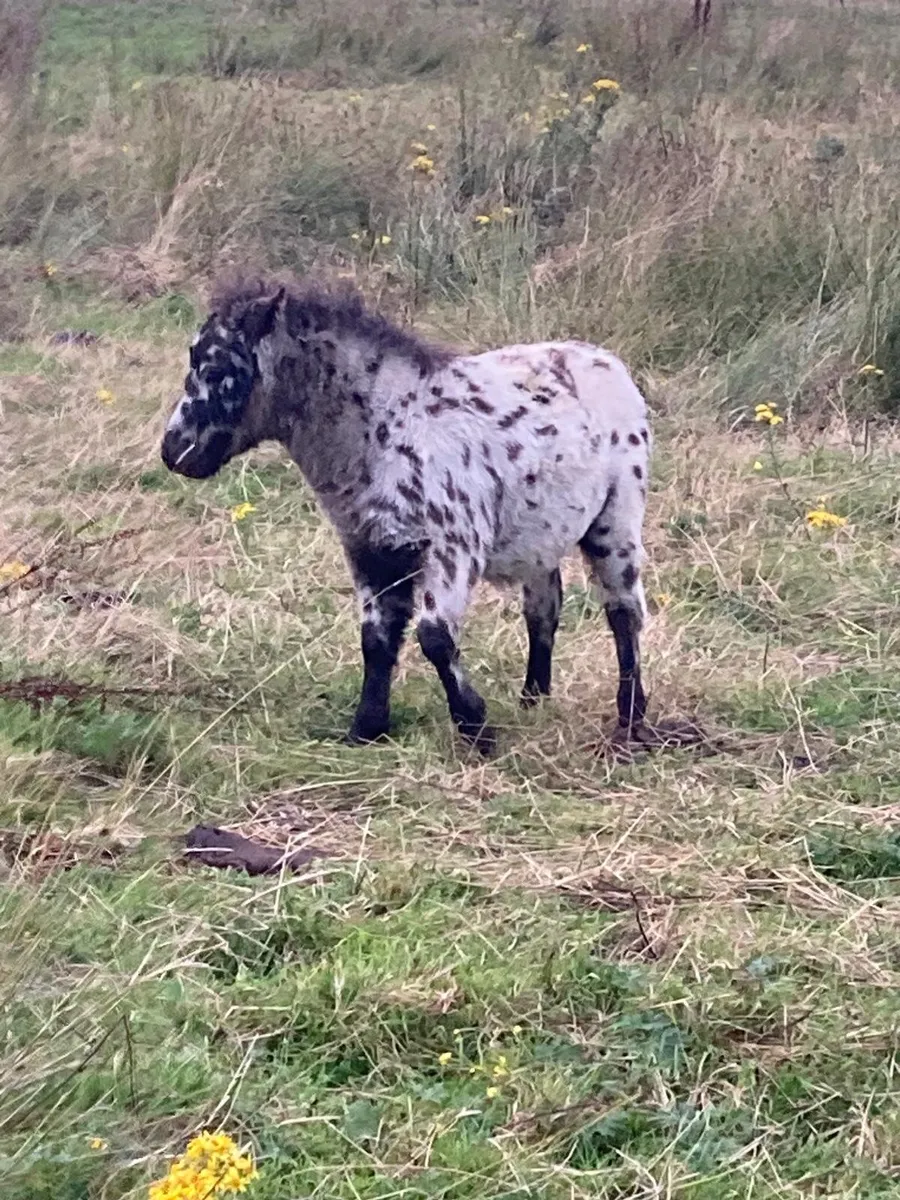 Miniature Falabella Appaloosa Colt Foal - Image 4