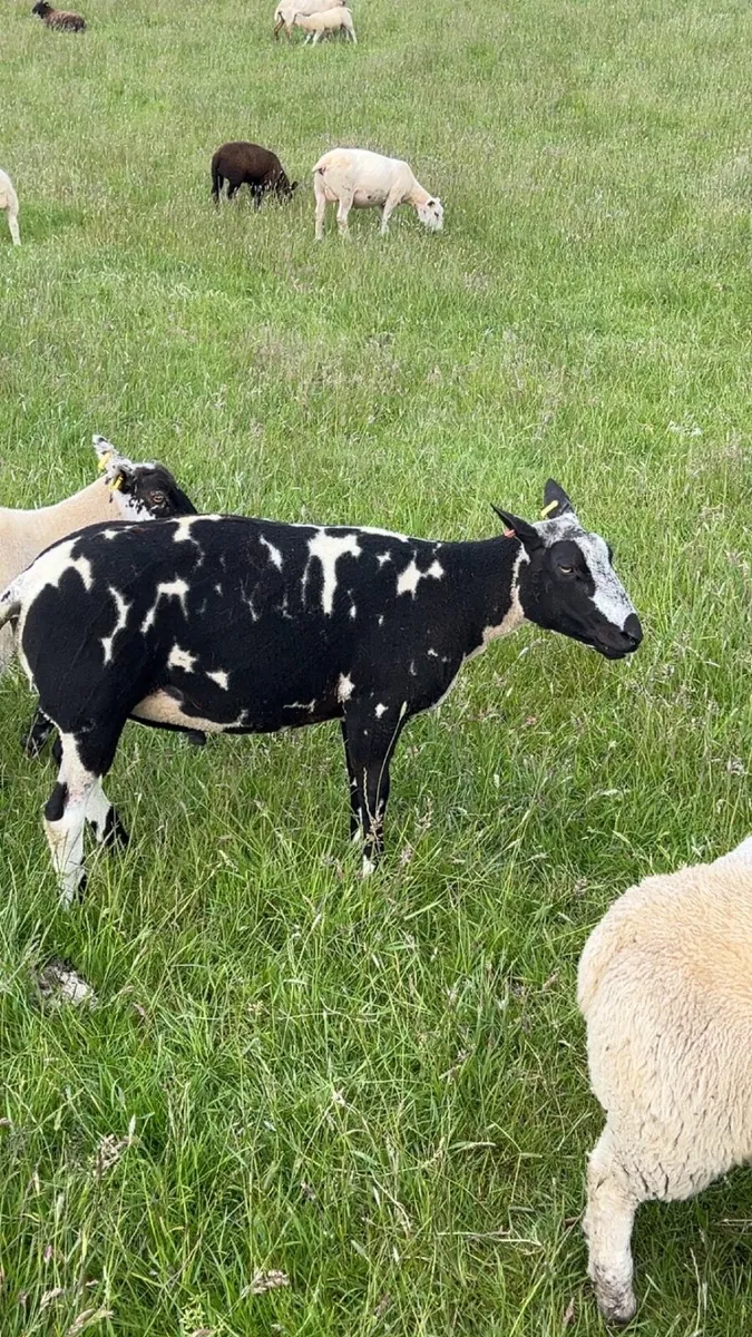 Dutch spotted ram - Image 1