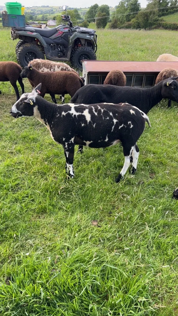 Dutch spotted ram - Image 2