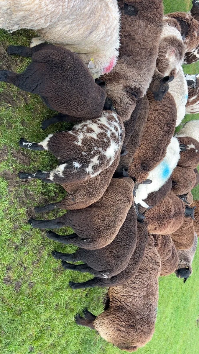 Black ewe lambs - Image 1