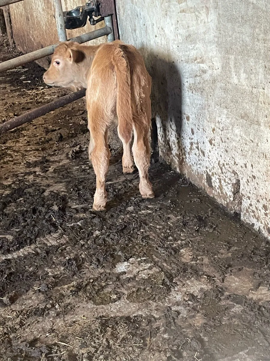 Super Charolais suck calf for sale - Image 2