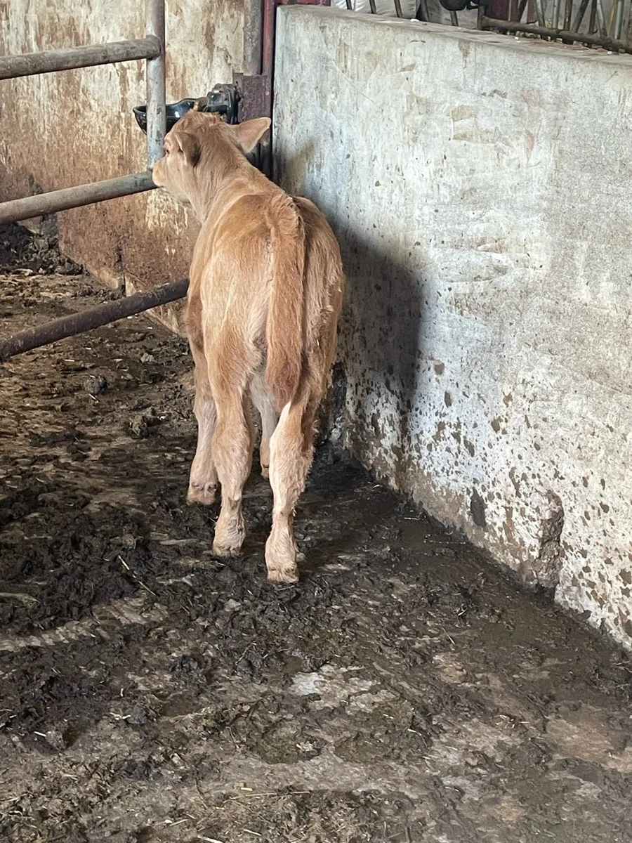 Super Charolais suck calf for sale - Image 3