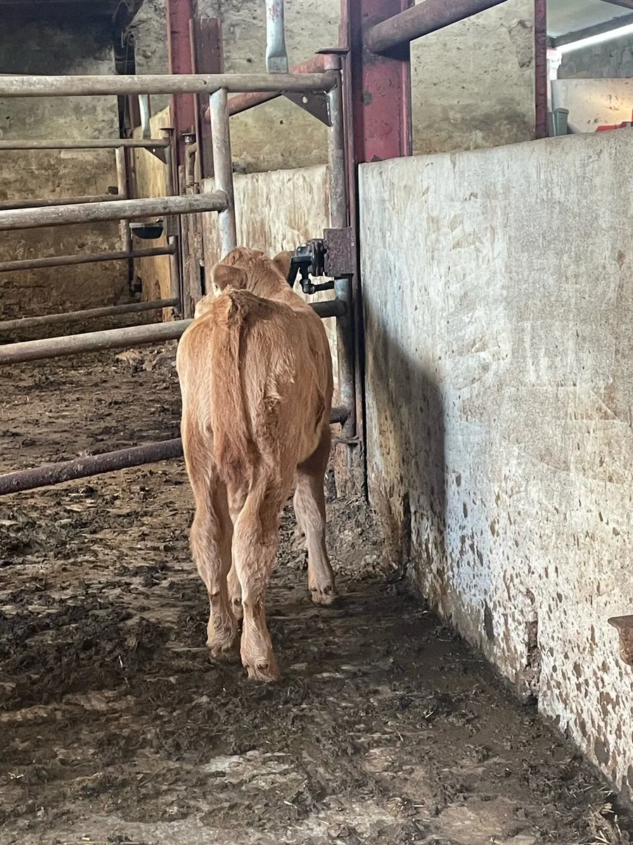 Super Charolais suck calf for sale - Image 1