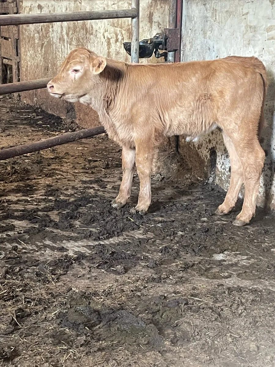 Super Charolais suck calf for sale - Image 4
