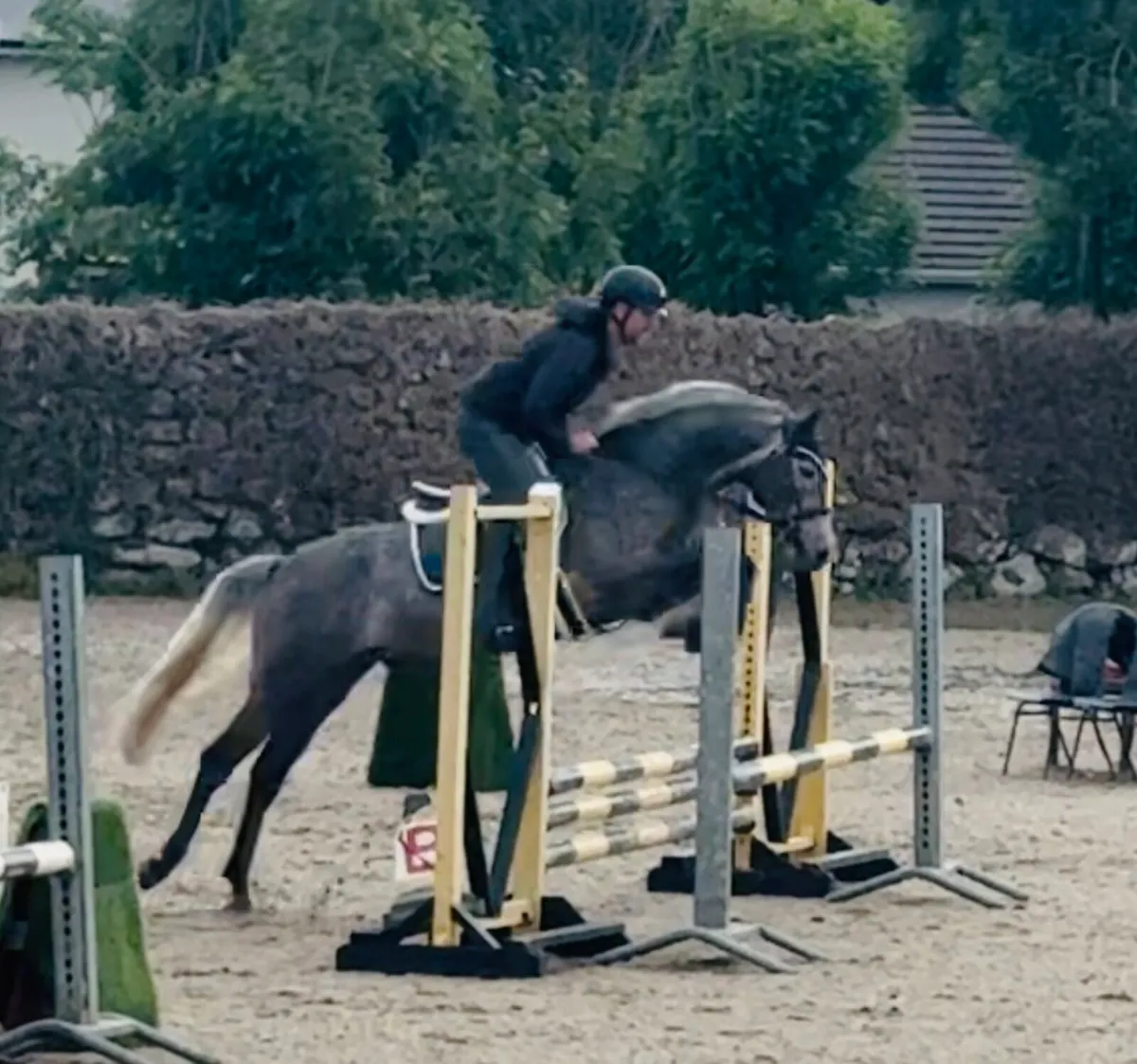 Womanizer gelding 5 year old - Image 1