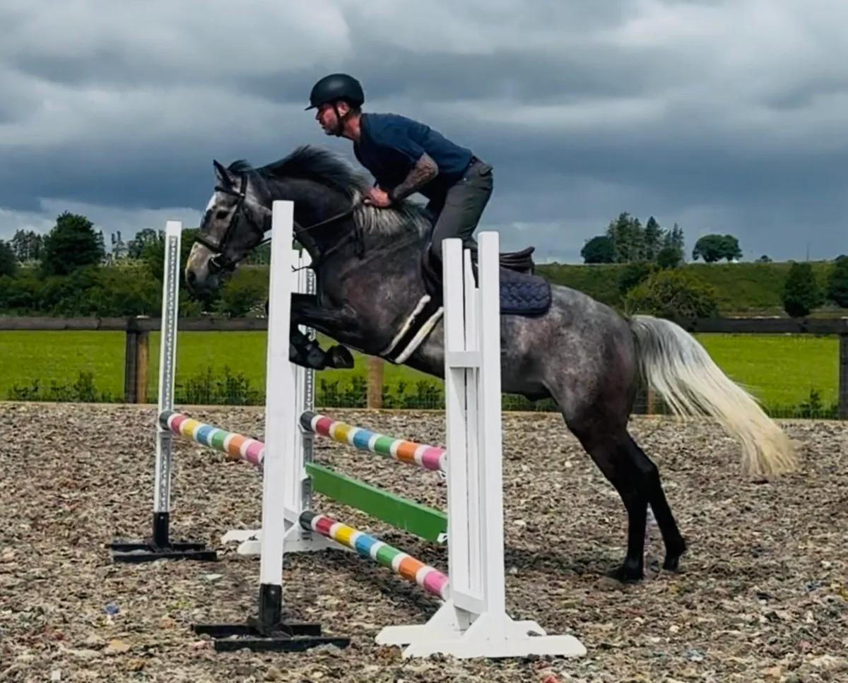 Womanizer gelding 5 year old - Image 2