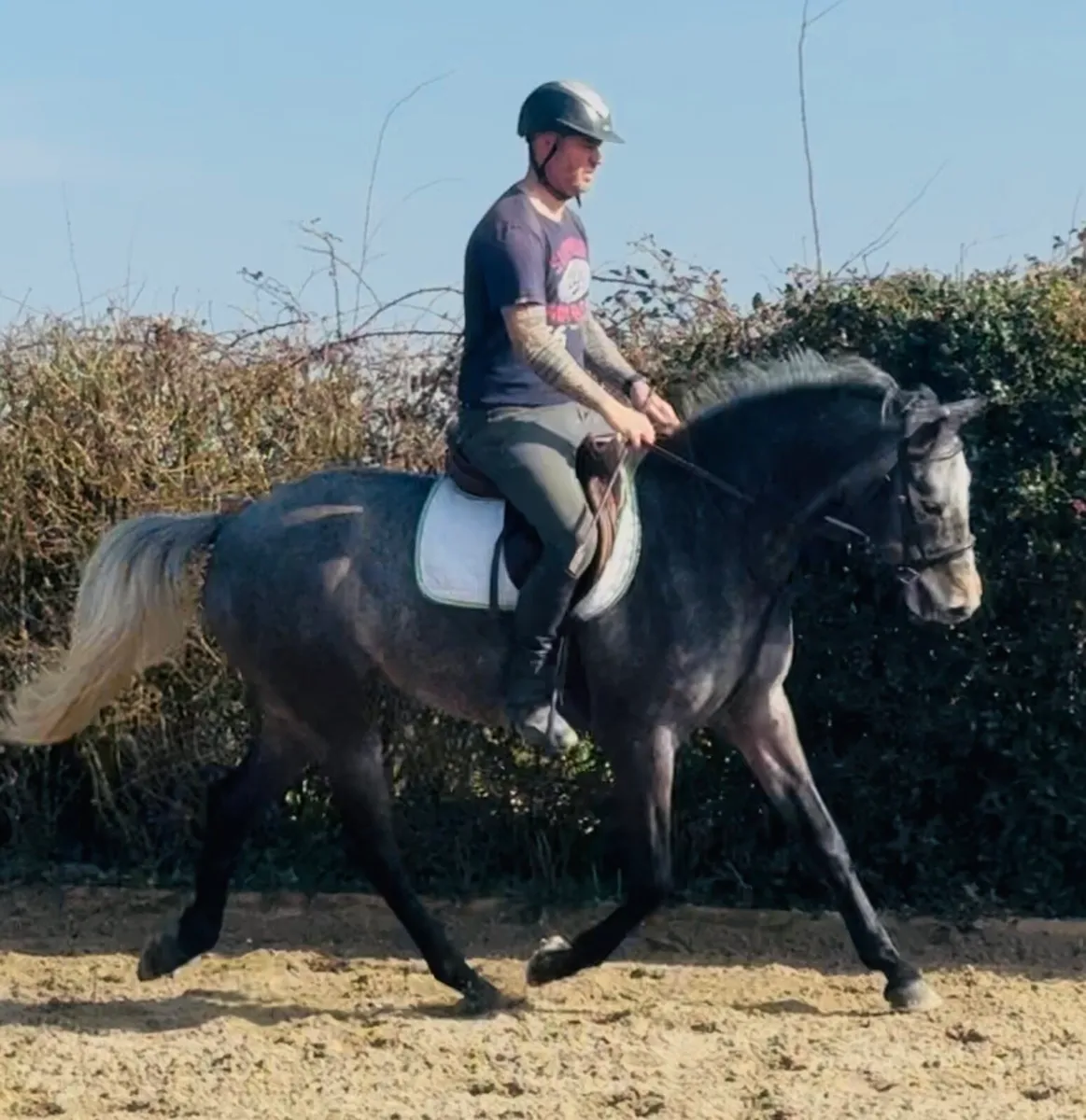 Womanizer gelding 5 year old - Image 3