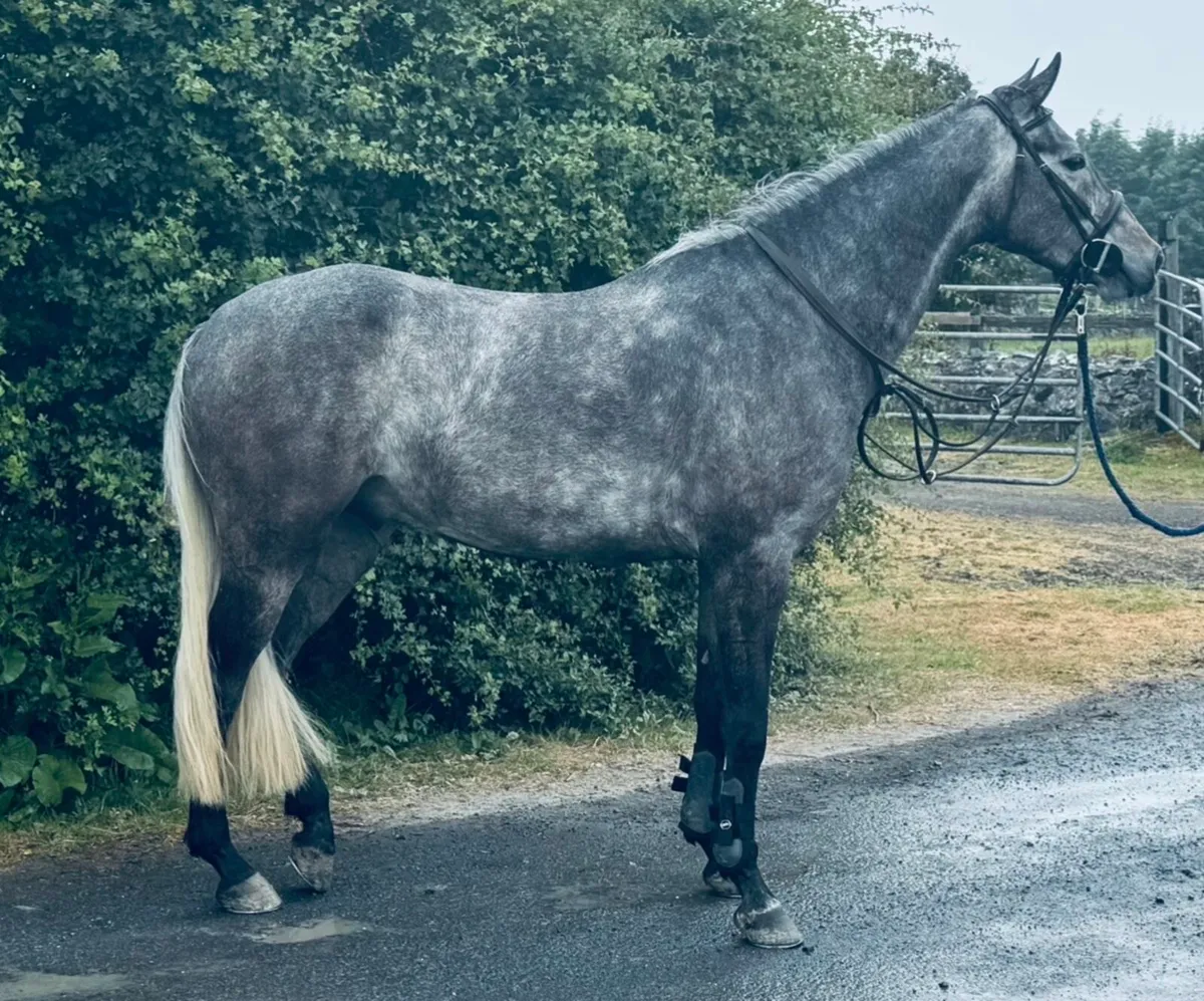 Womanizer gelding 5 year old - Image 4